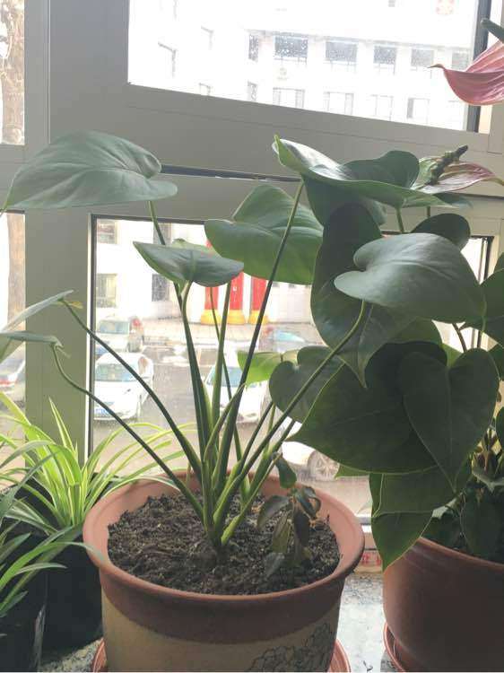 龟背竹养了10个月了