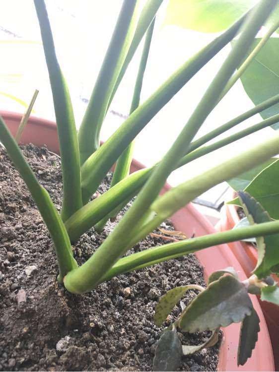 龟背竹养了10个月了