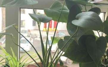 龟背竹养了10个月了 还不开背 图片