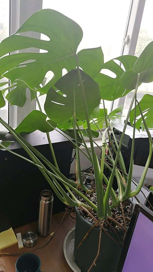 龟背竹的根 剪了会不会有影响