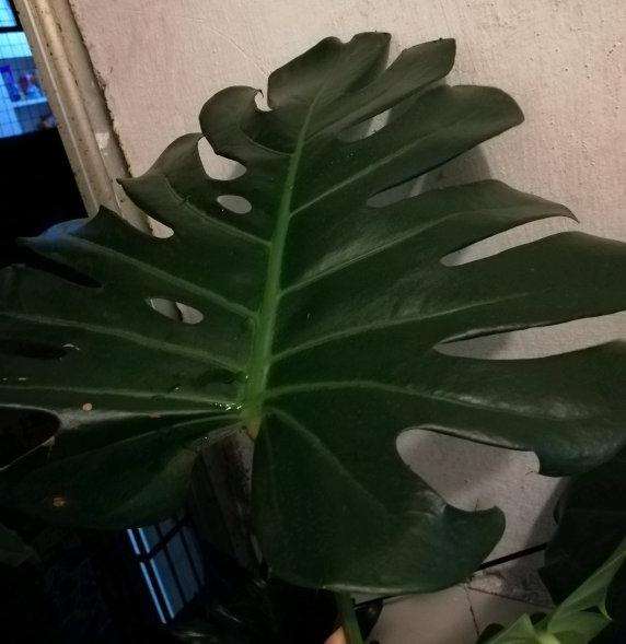 1年的龟背竹 终于要长第2片大叶子