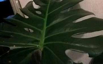 1年的龟背竹 终于要长第2片大叶子 图片