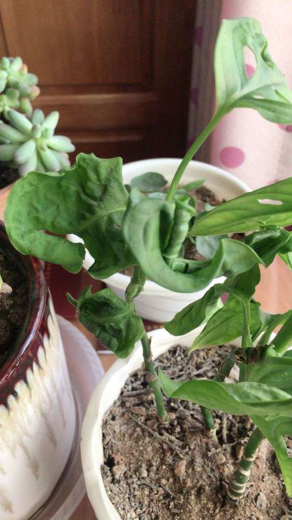 家里的仙洞龟背竹 希望他来年继续长大 