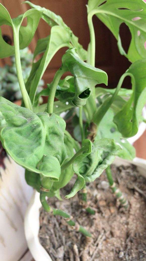 家里的仙洞龟背竹 希望他来年继续长大 