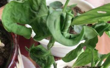 家里的仙洞龟背竹 希望他来年继续长大