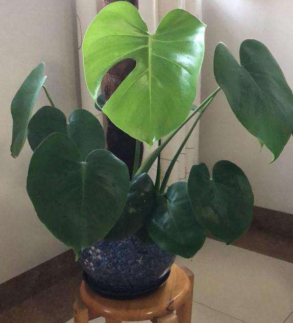 盆子里到底种几颗小龟背竹才对