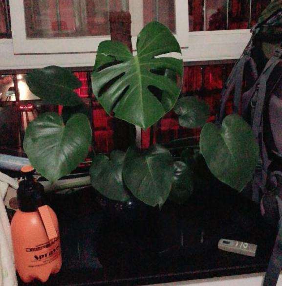 盆子里到底种几颗小龟背竹才对