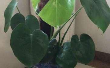 盆子里到底种几颗小龟背竹才对 图片