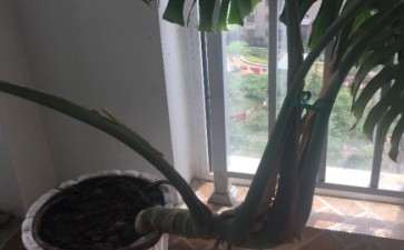 如何给长歪的龟背竹造型 图片