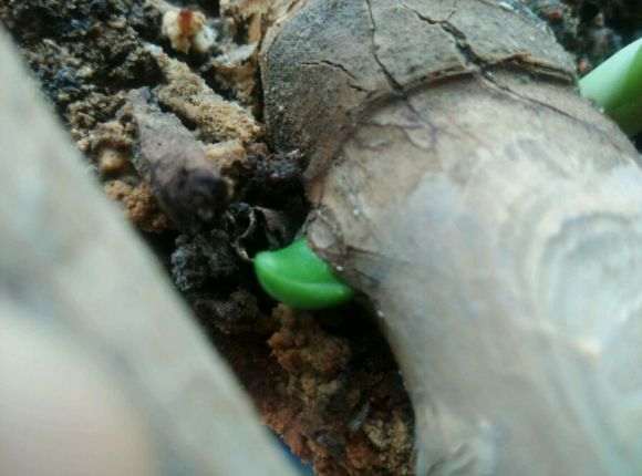 龟背竹砍头多久能恢复生长