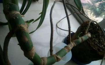 龟背竹砍头多久能恢复生长 图片