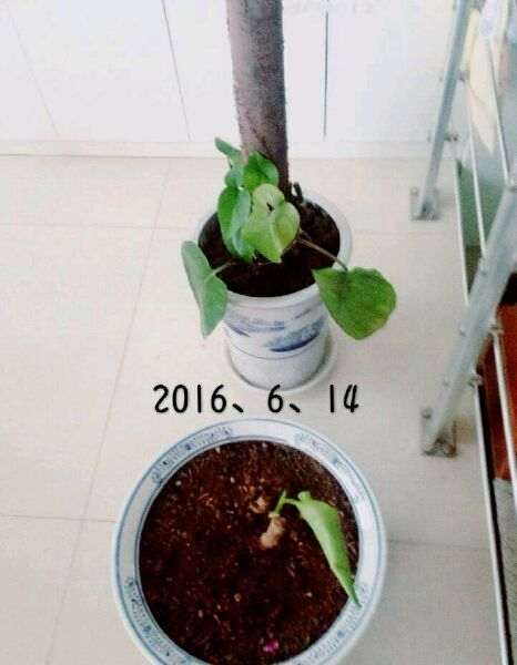 龟背竹一直没有生长