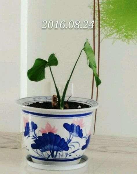 龟背竹一直没有生长