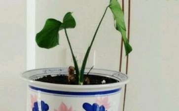 6个月 龟背竹一直没有生长 怎么办