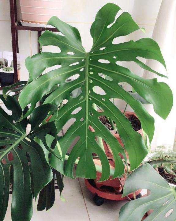 怎么把龟背竹弄直嘛