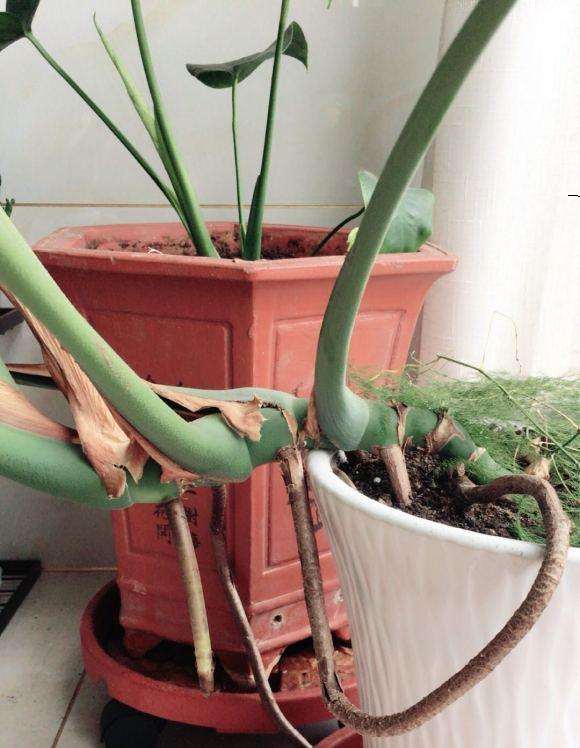 怎么把龟背竹弄直嘛