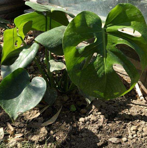 龟背竹叶片太多了 怎么修剪啊