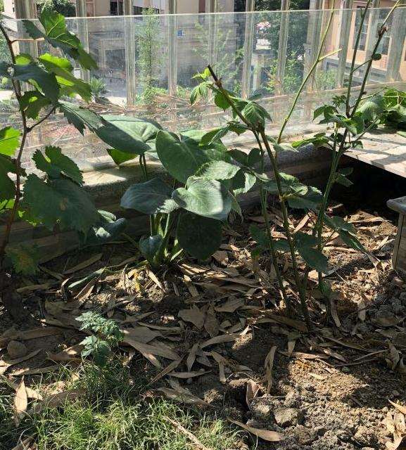 龟背竹叶片太多了 怎么修剪啊