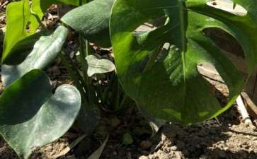 龟背竹叶片太多了 怎么修剪啊 图片