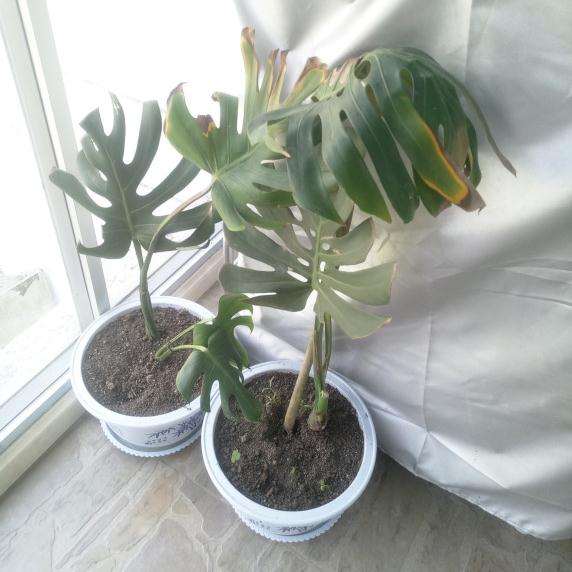 龟背竹成这样了 是否晒过头 怎么办