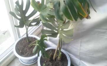 龟背竹成这样了  是否晒过头 怎么办 图片