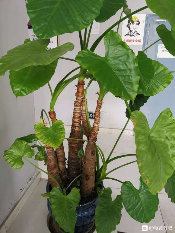 这颗是龟背竹吗 怎么区别