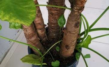 这颗是龟背竹吗 怎么区别 图片