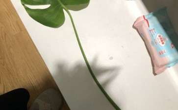 龟背竹的叶子可以繁殖吗 图片