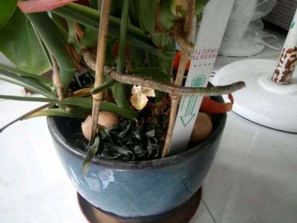 龟背竹根部长了个这个