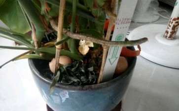 龟背竹根部长了个这个 是气生根吗 图片