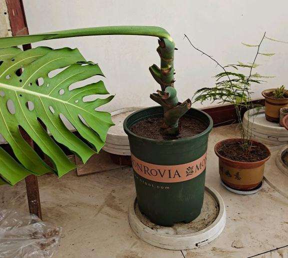 养了4年的龟背竹一直没怎么管