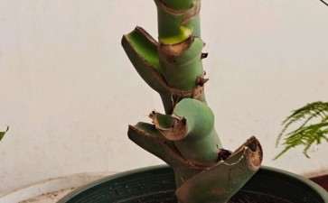 养了4年的龟背竹一直没怎么管 图片