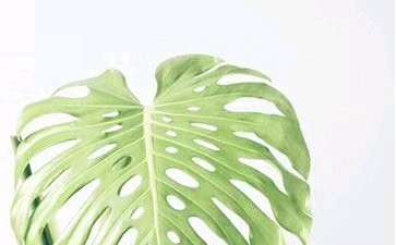 龟背竹用什么盆 比较好看 图片