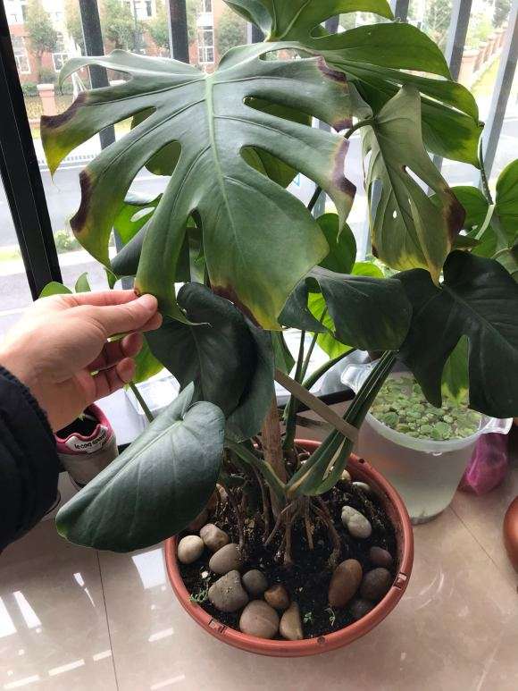 龟背竹叶子烂了