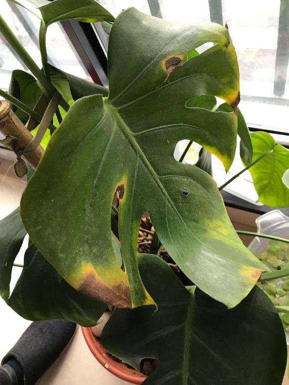 龟背竹叶子烂了