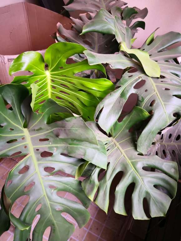 龟背竹开背是天生的