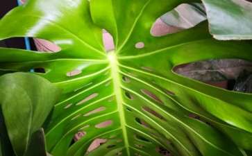 龟背竹开背是天生的 还是后天的 图片