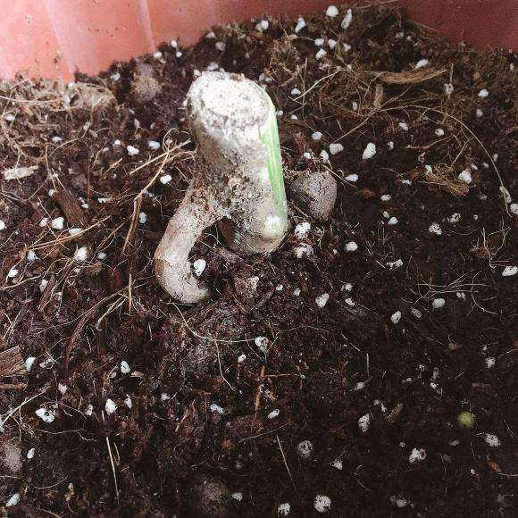 砍头的白斑龟背竹发芽了2个星期