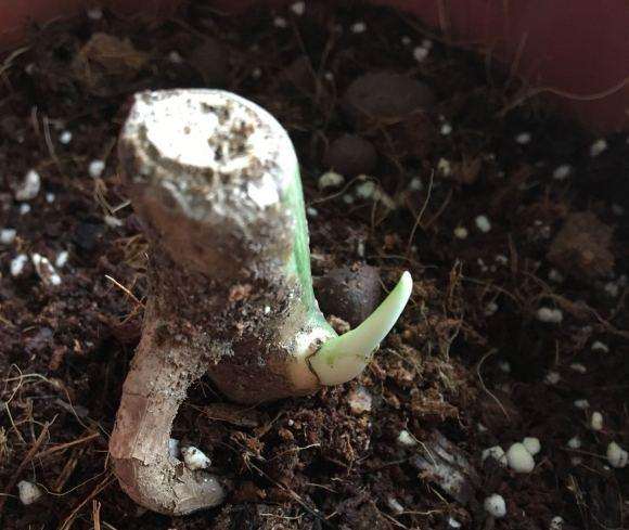 砍头的白斑龟背竹发芽了2个星期