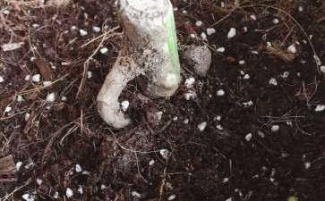 砍头的白斑龟背竹发芽了2个星期 图片