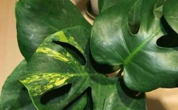 花市买的变异花叶龟背竹  15块1盆 图片