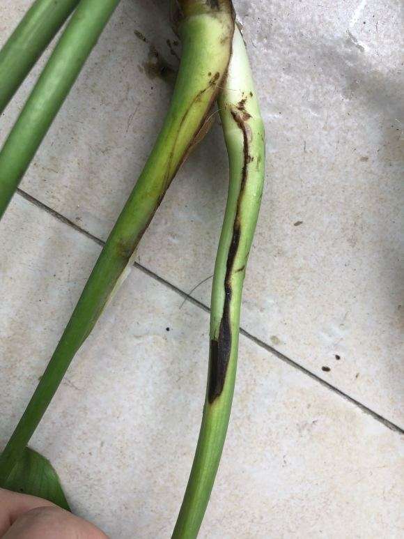 龟背竹黑茎了 还能活吗