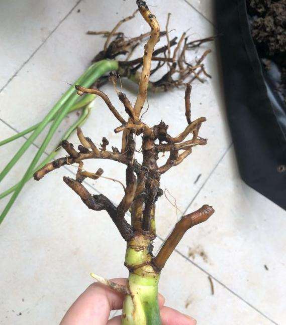 龟背竹黑茎了 还能活吗