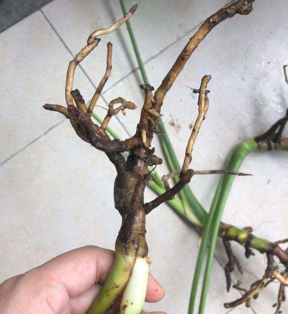 龟背竹黑茎了 还能活吗