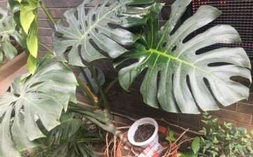 我养了十几年的龟背竹 怎么样 图片