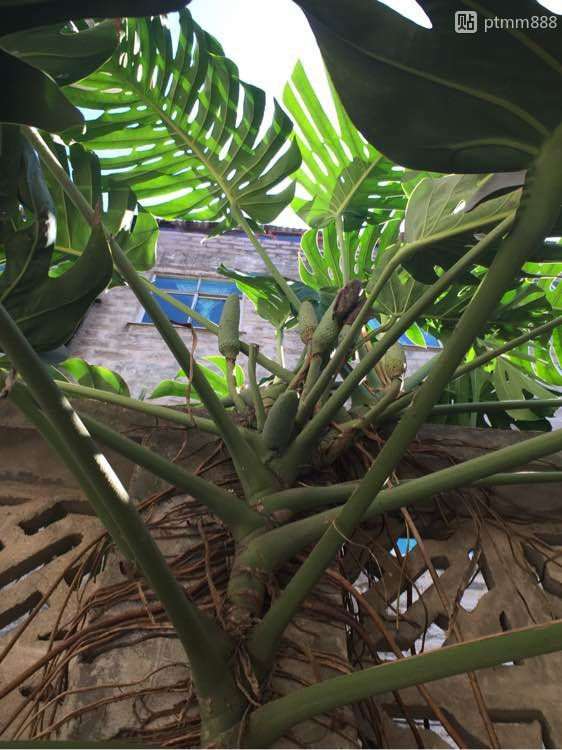 我养的龟背竹 20年了 怎么样