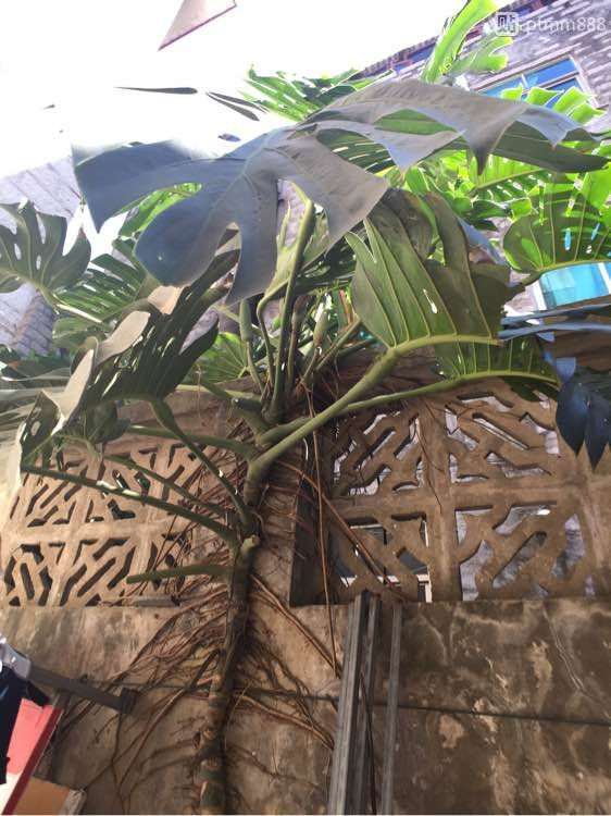 我养的龟背竹 20年了 怎么样