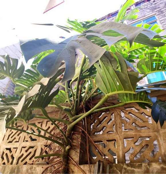 我养的龟背竹 20年了 怎么样