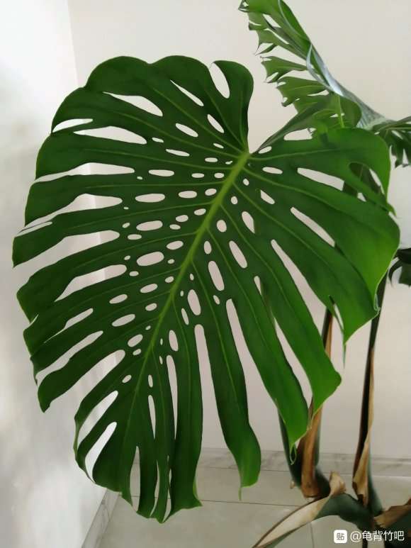 龟背竹养了2年 叶子好大 怎么样