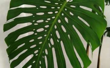 龟背竹养了2年 叶子好大 怎么样 图片